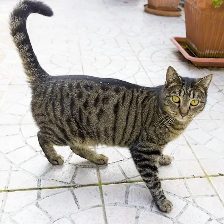 Affittacamere Alisa 3*